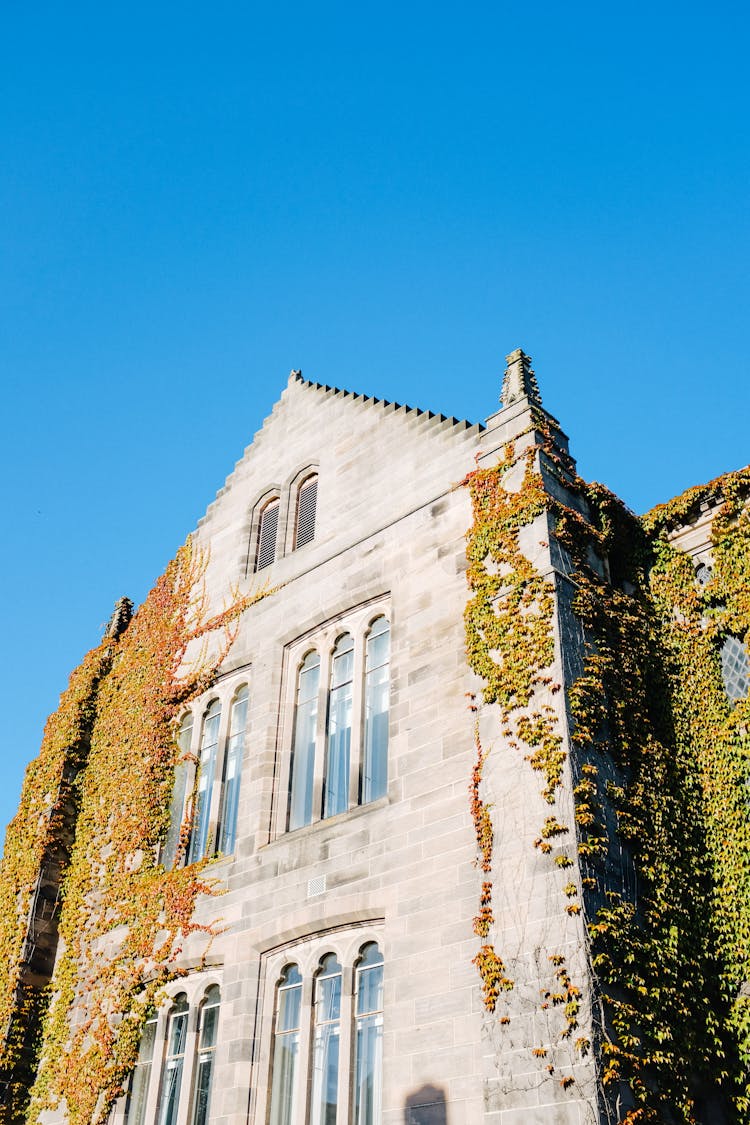 Foliage On Face Of College Building