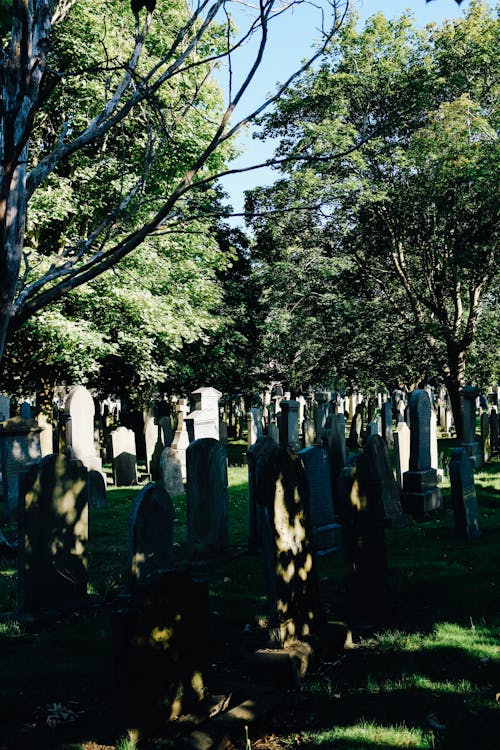 Tombstones Surrounded with Green Plants