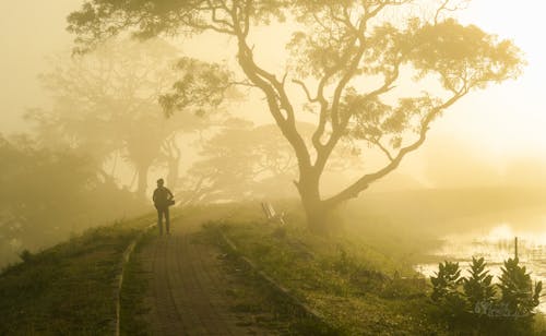 forestpark, 剪影, 後視圖 的 免費圖庫相片