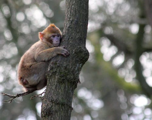 Brown Monkey on Green Tree Trunk