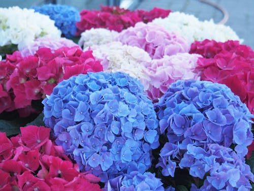 Collection of multicolored hydrangeas with delicate petals