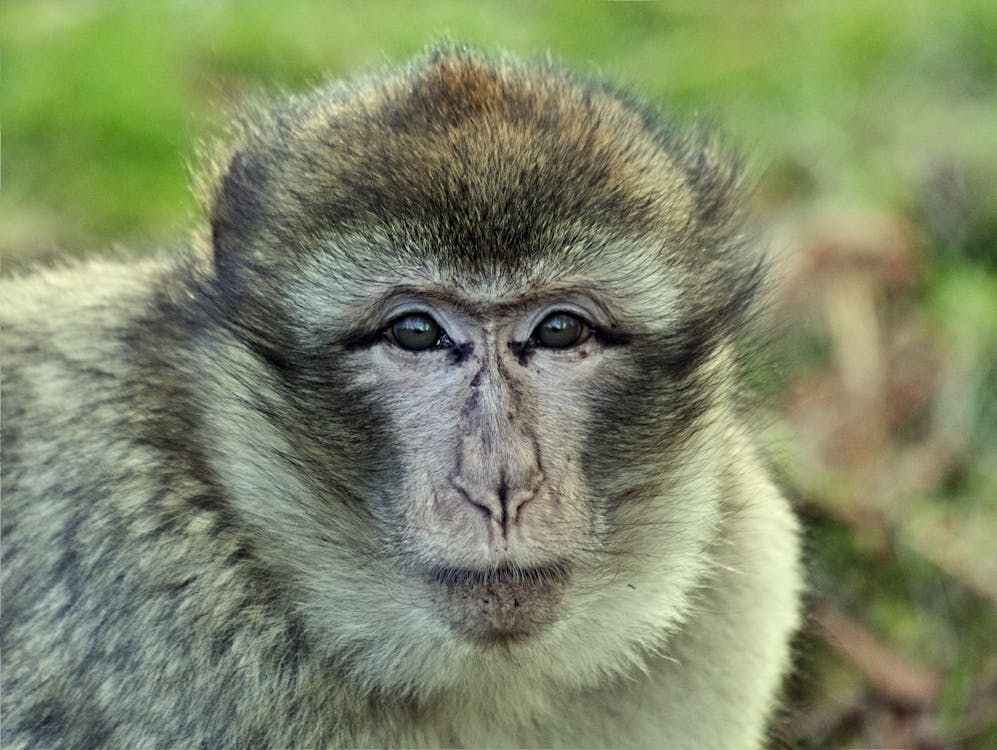 Gratis lagerfoto af abe, ansigt, baby