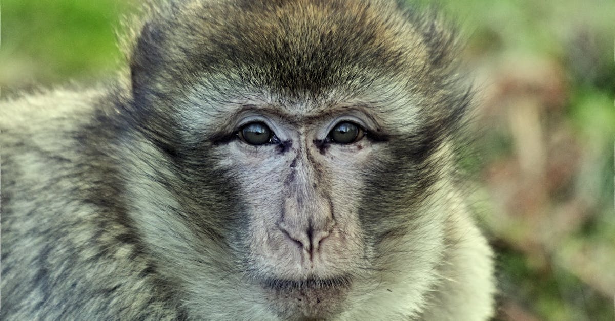 Free stock photo of animals, apes, barbary macaque