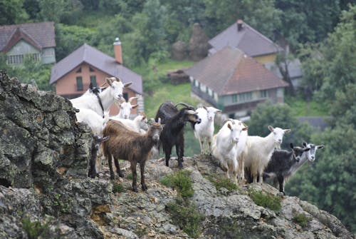 山, 山羊, 岩石 的 免费素材图片