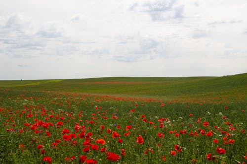 Green Grassland Under White Clouds