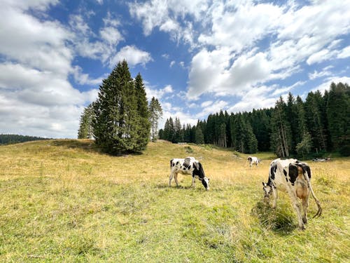 Gratis arkivbilde med buskap, cattles, dyrefotografering