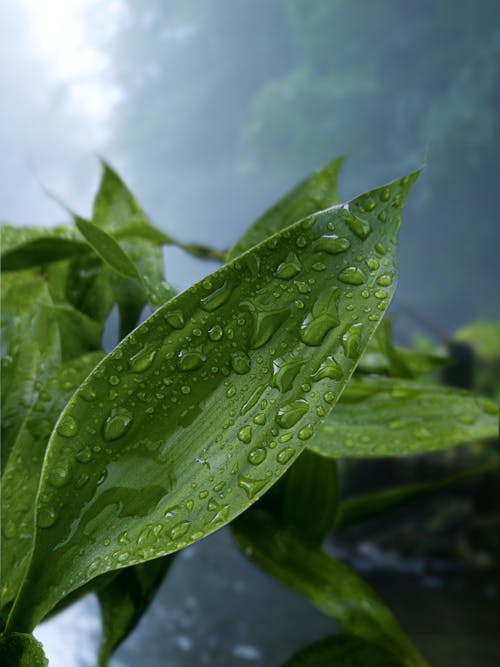 Free 綠葉植物與水滴 Stock Photo