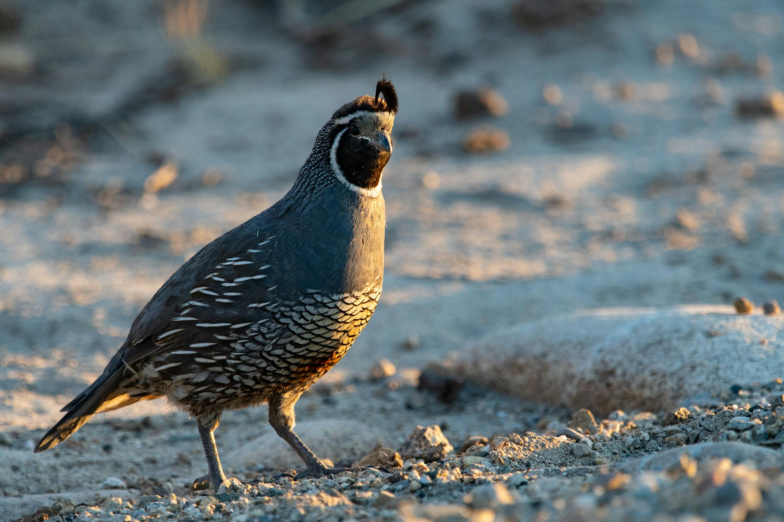 ツノメドリ, フェロー諸島, ミキネスの無料の写真素材