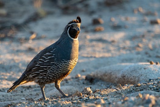清晨，加利福尼亚鹌鹑站在岩石地形上，羽毛细节清晰可见