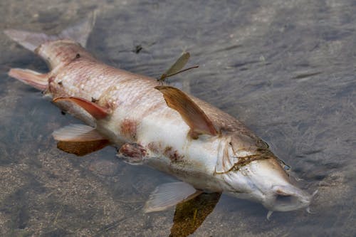 Free stock photo of animal, carcass, climate change