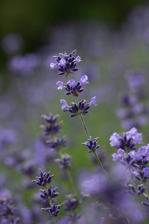 Gratis arkivbilde med blomsterblad, blomsterplante, blomstrende lavendel