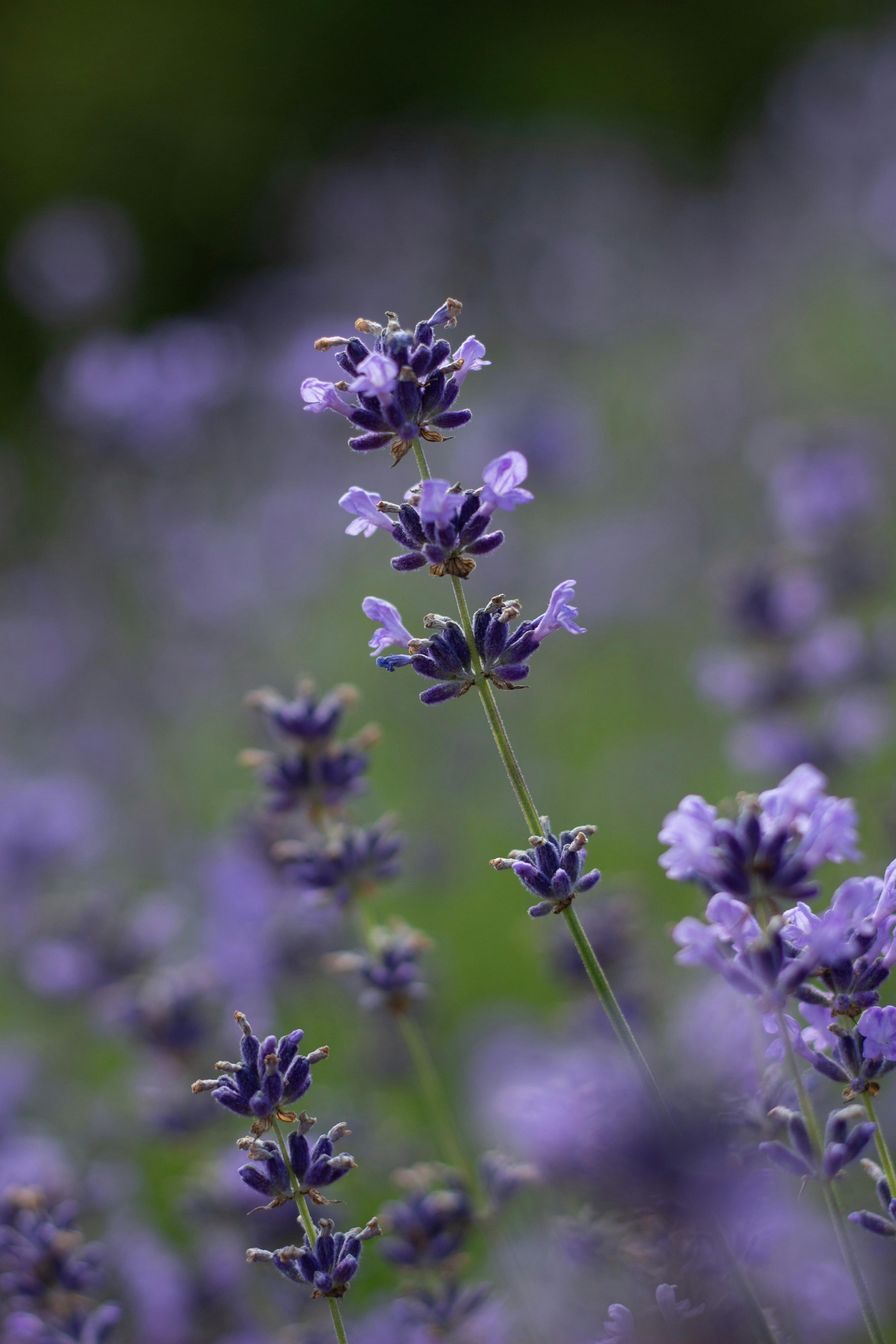 + Fotos y Imágenes de Lavanda en flor Gratis · Banco de Fotos Gratis