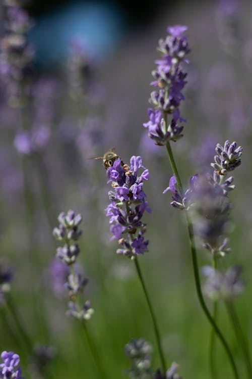 Lavender Flowers on a Field 