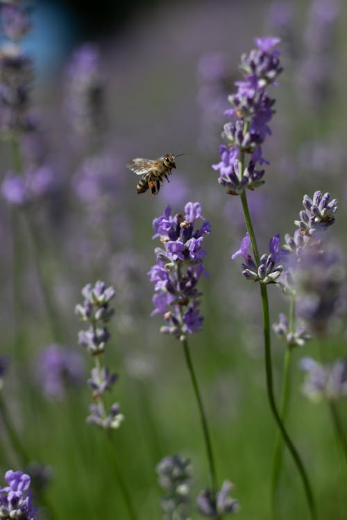 Bee Flying Near Purple Flowers