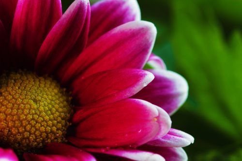 Free Close-up macro shot of a vibrant pink chrysanthemum flower with yellow center. Stock Photo