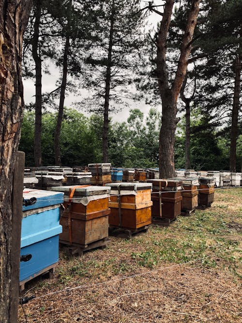 Rows of Beehives Among the Trees