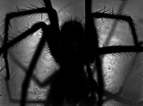 Ilmainen kuvapankkikuva tunnisteilla aavemainen tausta, aavemainen taustakuva, arachnophobia