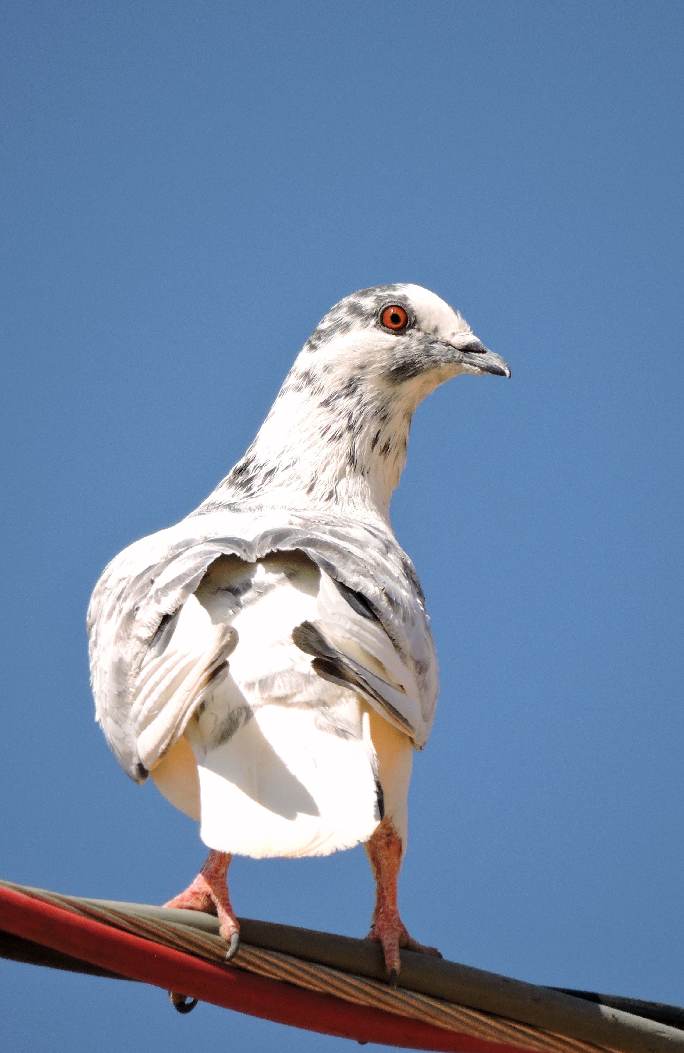 Close-up of a White Pigeon · Free Stock Photo