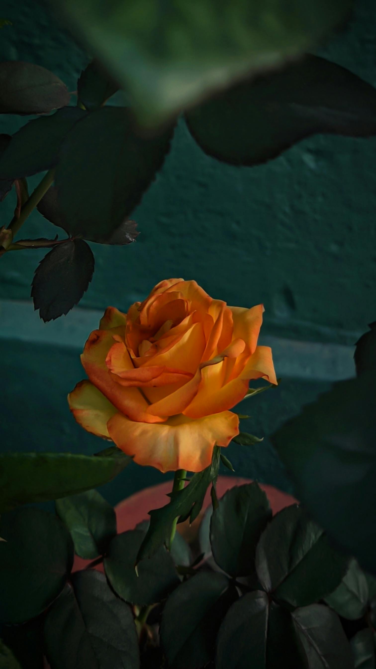 A vivid orange rose in bloom amid lush green leaves, captured in a vertical close-up.
