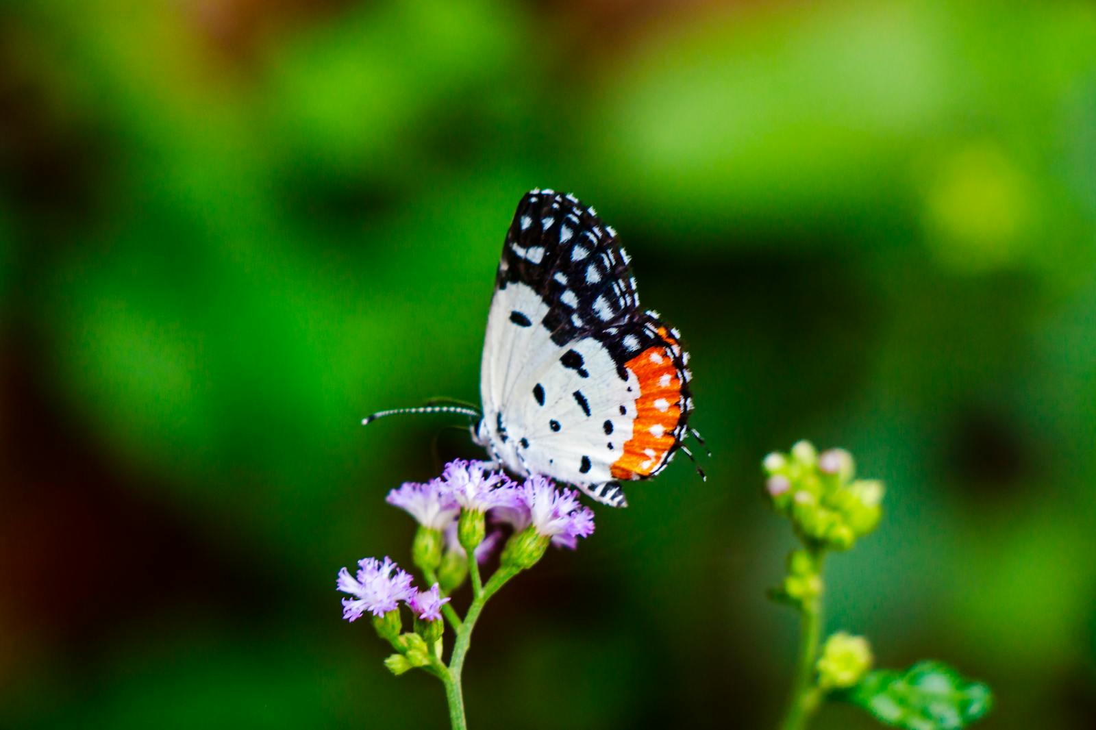 Emirates Golf Estates