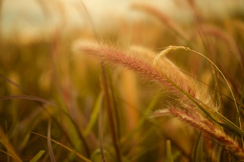 Free A tranquil close-up of wheat grasses capturing the golden sunset glow in a serene field. Stock Photo