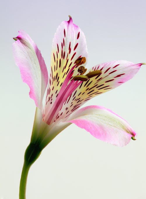 免费 粉色和白色的花瓣花的浅焦点摄影 素材图片