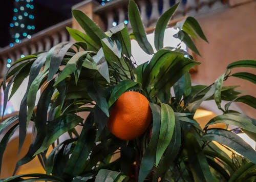 Ilmainen kuvapankkikuva tunnisteilla appelsiini, hedelmä, kasvu