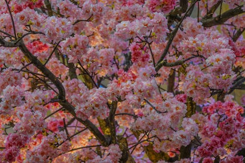 Cherry Blossoms on a Tree 