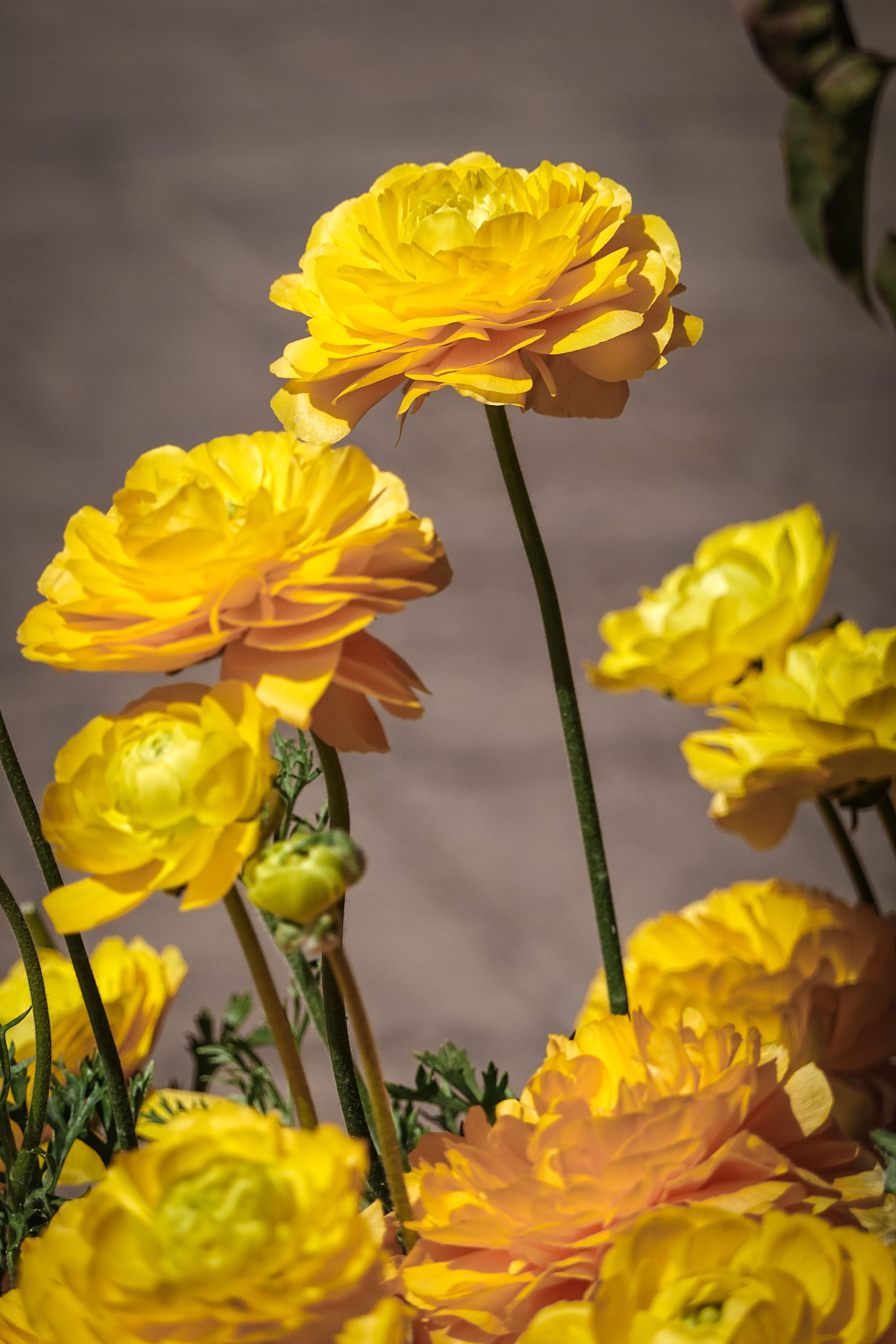 Close Up Photo of Yellow Flowers · Free Stock Photo