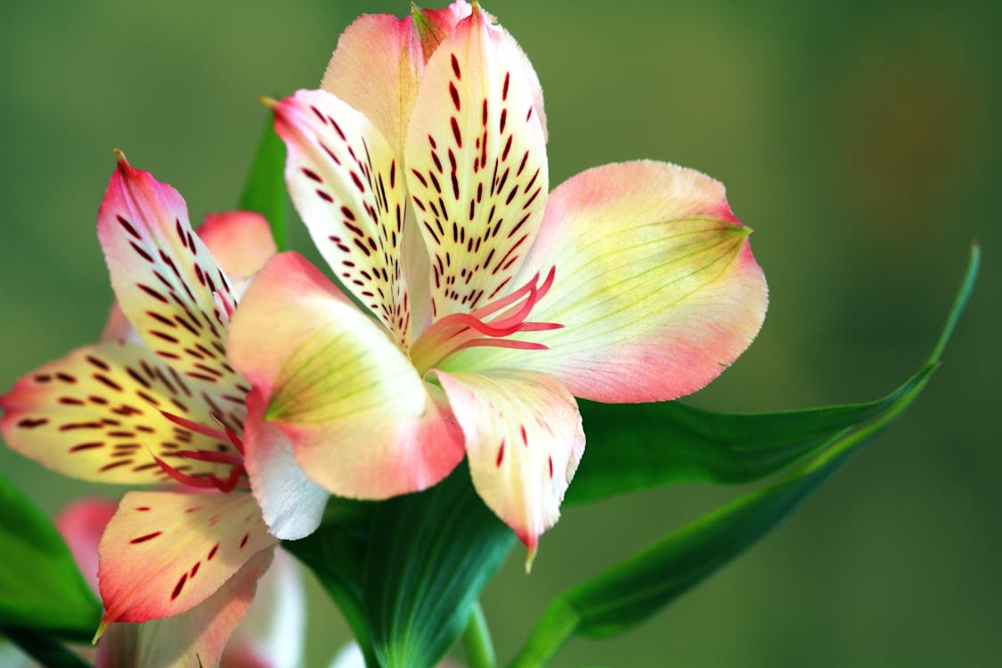 無料 2つのピンクと緑の蘭の花 写真素材