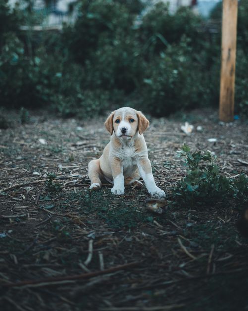 Free Charming puppy sitting alone outdoors, capturing a candid moment in nature. Stock Photo