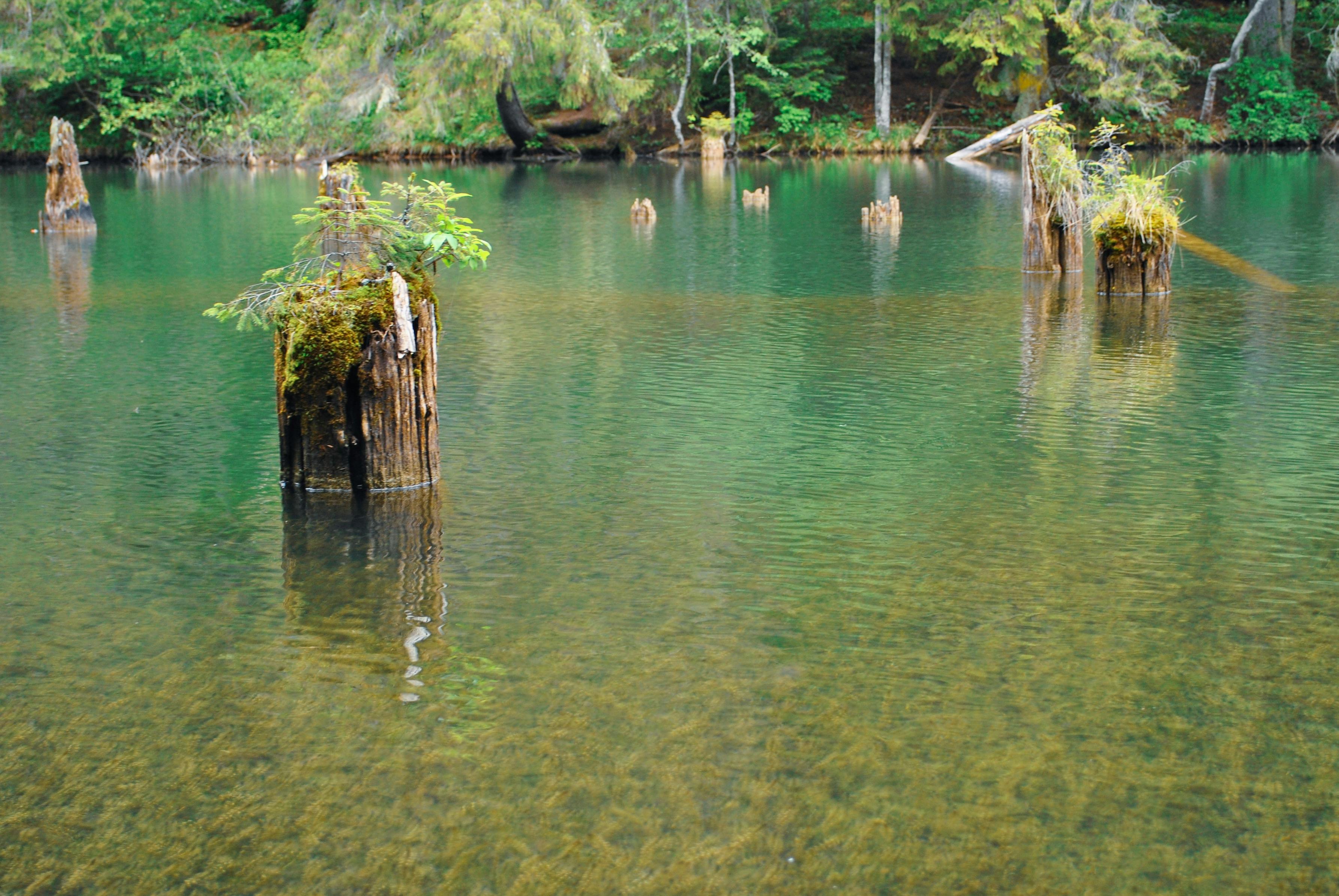 Insetos próximos à água