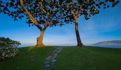 Fotos de stock gratuitas de amanecer, arboles grandes, fondo de playa