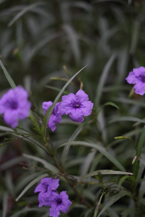 Water Droplets on Purple Flowers 