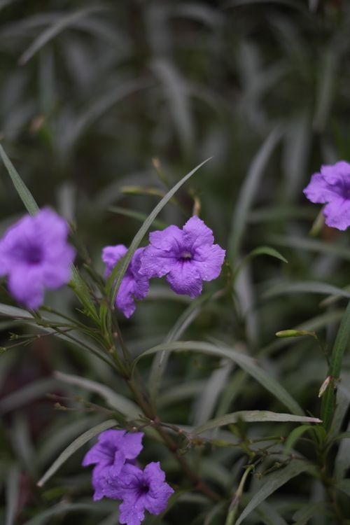 Free Close-up of purple flowers with water droplets, showcasing natural beauty in Udaipur, India. Stock Photo