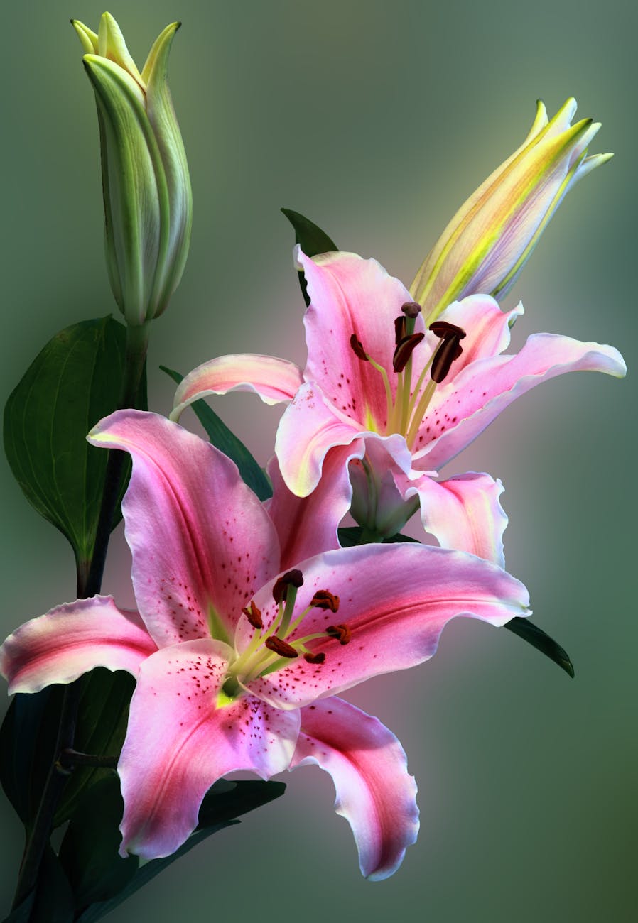 Stargazer Lily | Fall Gardening With 9 Stunning Perennial Flowering Bulbs