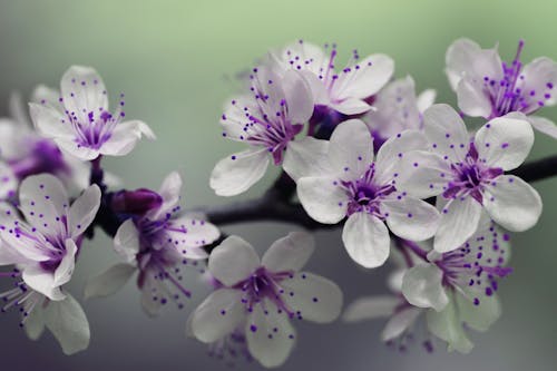 白色和紫色的花瓣花焦點攝影