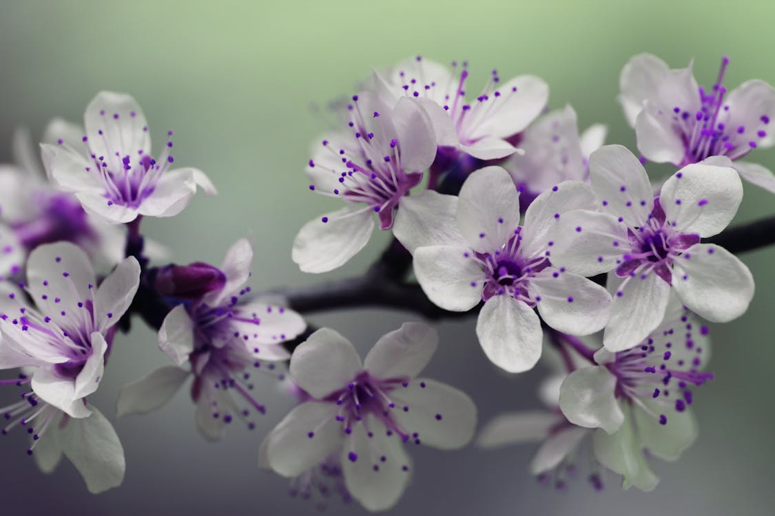 白色和紫色的花瓣花焦点摄影
