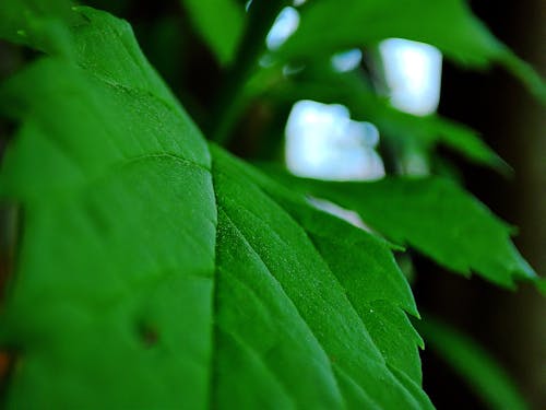 Darmowe zdjęcie z galerii z zielony, zielony liść
