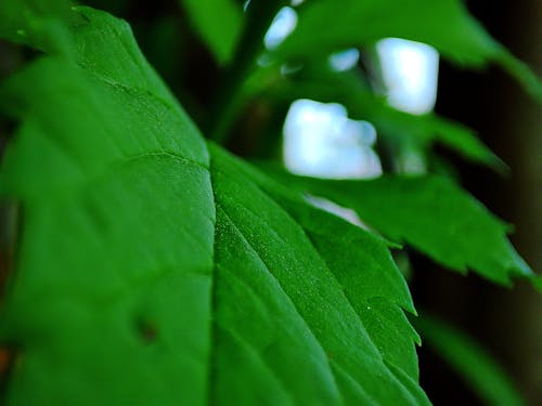 Green leaf 