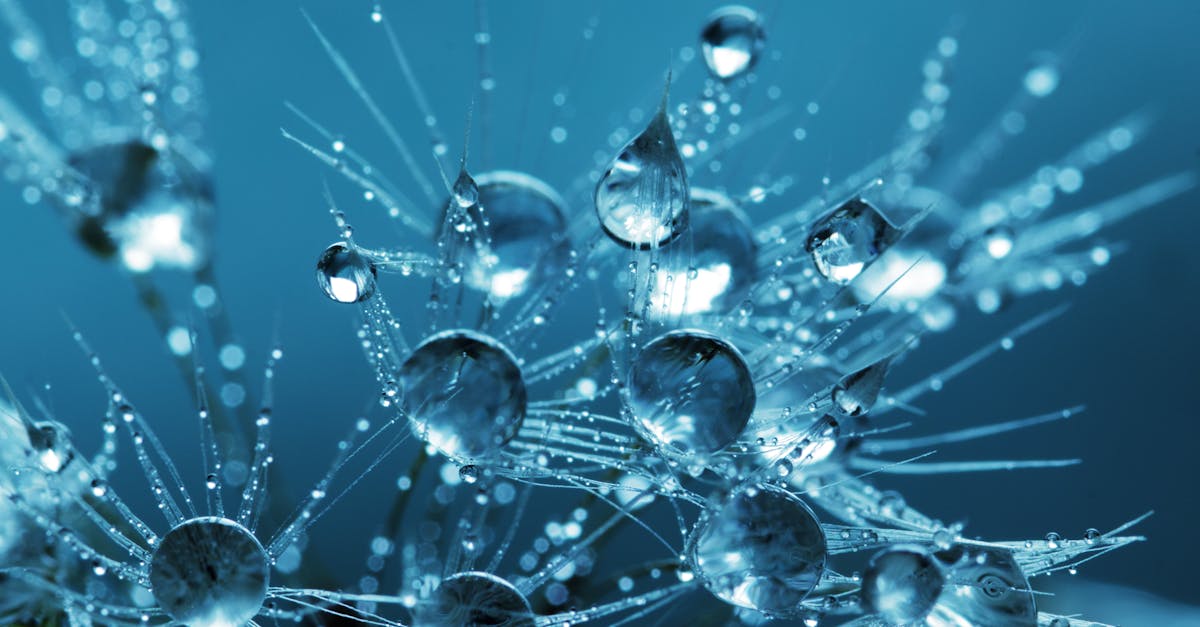 Gotas De Agua Clara Gotas De Agua Clara