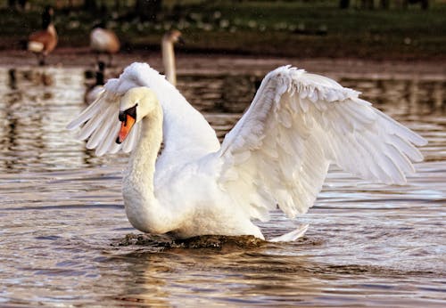 Free White Swan Stock Photo