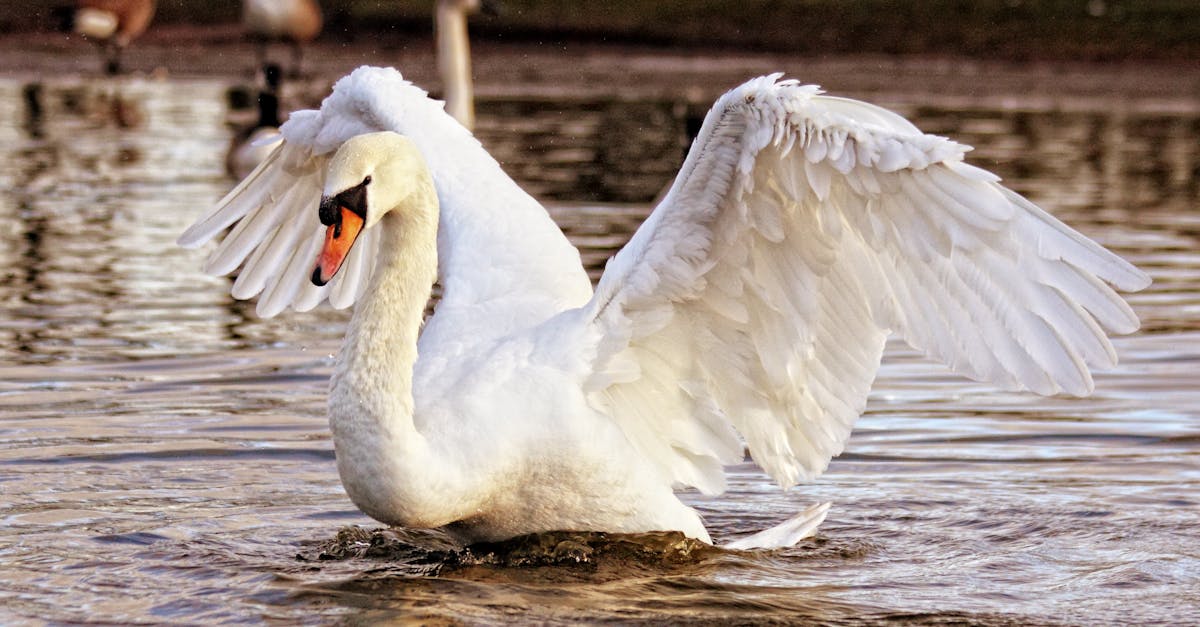 What does graceful mean in Spanish
