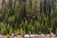 冬末，大自然呈现出茂密的常绿树木与雪片的迷人景色