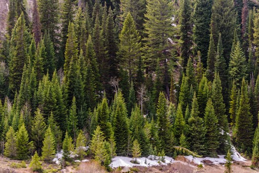 冬末，大自然呈现出茂密的常绿树木与雪片的迷人景色