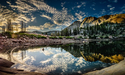 Water Surrounded By Trees 