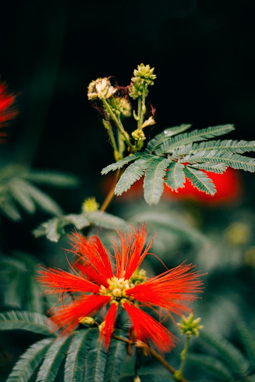 คลังภาพถ่ายฟรี ของ calliandra dysantha, กำลังบาน, ดอกไม้สีแดง