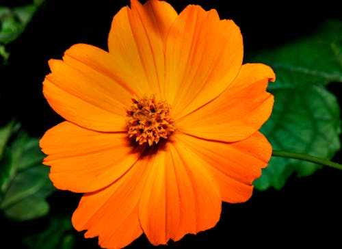 Booming orange Flower in Close-up shot