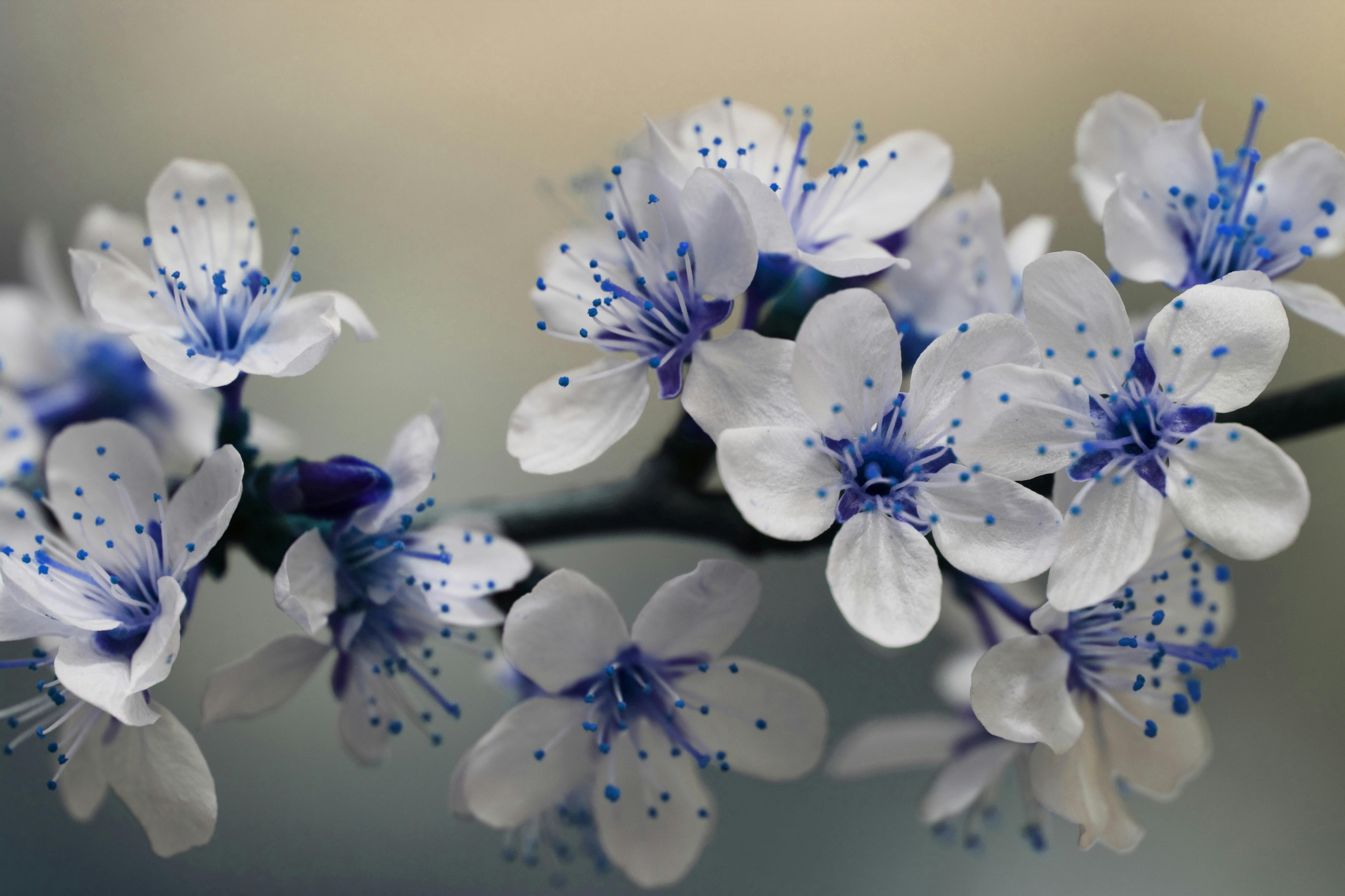 Free stock photo of blossom, blossoms, blue