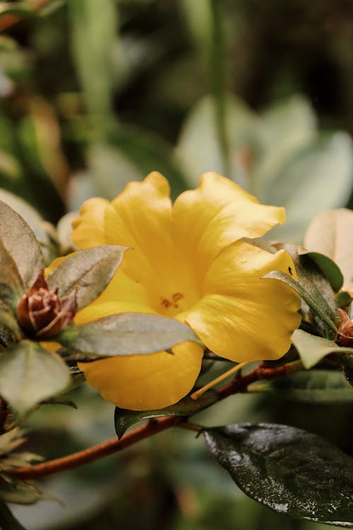 Close-up Photo of a Yellow Flower